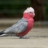 Kakadu ruzovy - Eolophus roseicapilla - Galah 0992